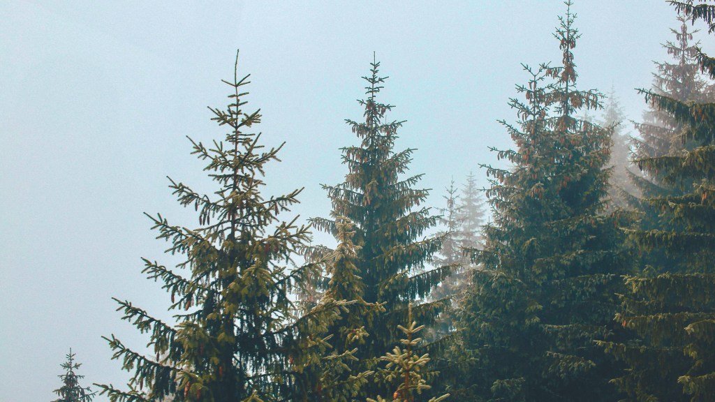 Thoughts on the Evergreens (Pinus &&nbsp;Abies)